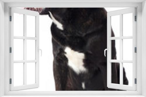 Fototapeta Naklejka Na Ścianę Okno 3D - looking cane corso