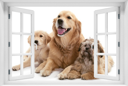 Fototapeta Naklejka Na Ścianę Okno 3D - Three Dogs