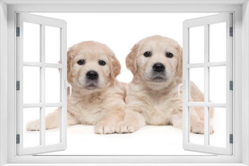 Fototapeta Naklejka Na Ścianę Okno 3D - Twin Puppies
