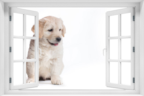 Fototapeta Naklejka Na Ścianę Okno 3D - Golden Retriever Puppies