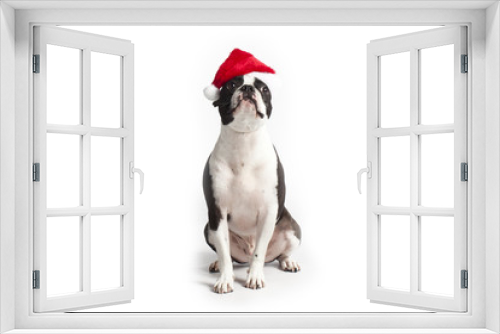Fototapeta Naklejka Na Ścianę Okno 3D - boston terrier with santa hat