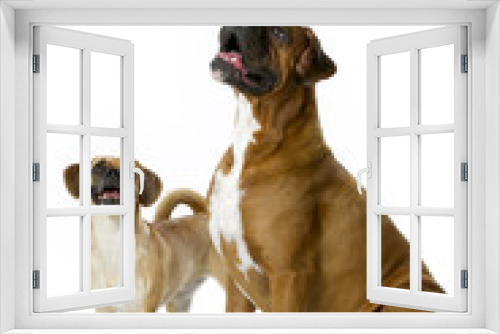 Fototapeta Naklejka Na Ścianę Okno 3D - dogs laughing