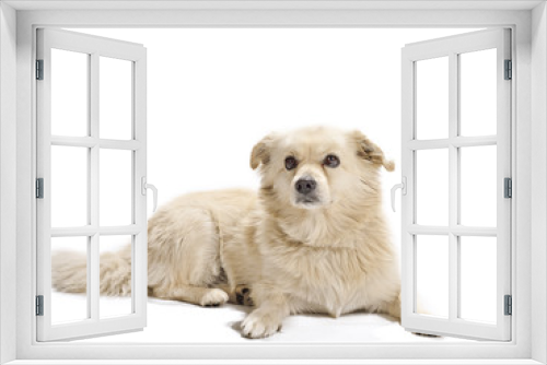 Fototapeta Naklejka Na Ścianę Okno 3D - dog on white