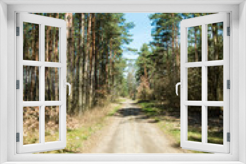Fototapeta Naklejka Na Ścianę Okno 3D - The path through the woods