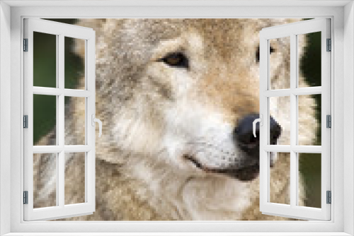 Fototapeta Naklejka Na Ścianę Okno 3D - Close up Portrait Russian Siberian Wolf