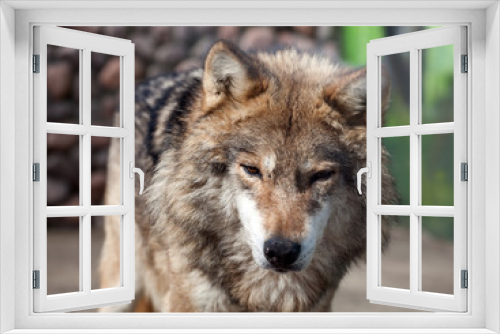 Fototapeta Naklejka Na Ścianę Okno 3D - Grey Wolf (Canis lupus)