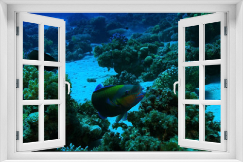 Fototapeta Naklejka Na Ścianę Okno 3D - tropical sea underwater landscape
