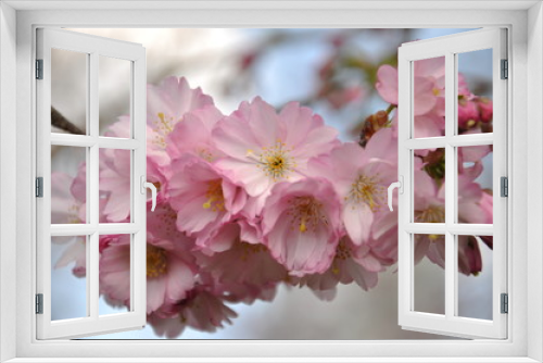 Fototapeta Naklejka Na Ścianę Okno 3D - Kirschblüte im Stadtgarten Essen