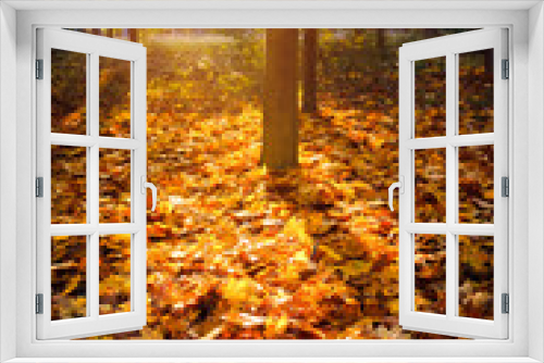 Fototapeta Naklejka Na Ścianę Okno 3D - Colorful foliage in the autumn park