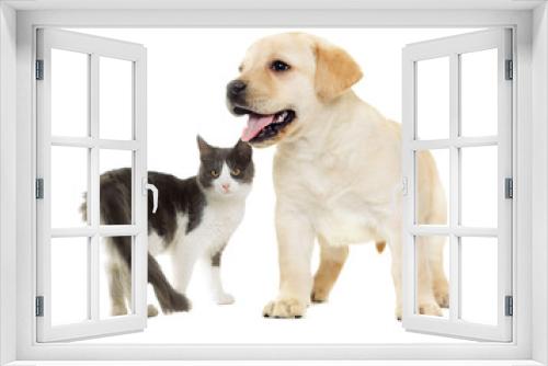 Fototapeta Naklejka Na Ścianę Okno 3D - cat and puppy Labrador