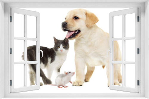 Fototapeta Naklejka Na Ścianę Okno 3D - cat and puppy Labrador and rat