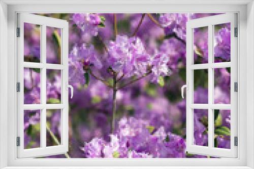 Fototapeta Naklejka Na Ścianę Okno 3D - blooming rhododendron bush in the springtime