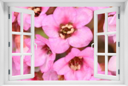 Fototapeta Naklejka Na Ścianę Okno 3D - ヒマラヤユキノシタの花
