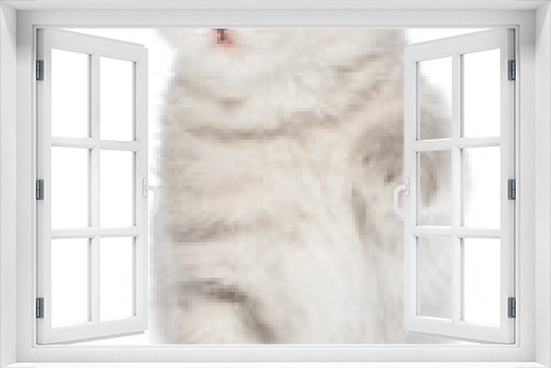 Fototapeta Naklejka Na Ścianę Okno 3D - British shorthair tabby kitten funny
