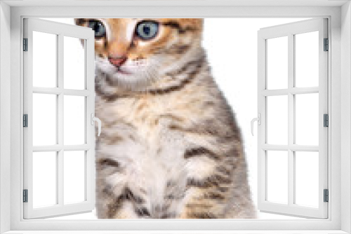 Fototapeta Naklejka Na Ścianę Okno 3D - Shorthair brindled kitten