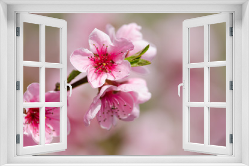 Fototapeta Naklejka Na Ścianę Okno 3D - Peach blossom in spring