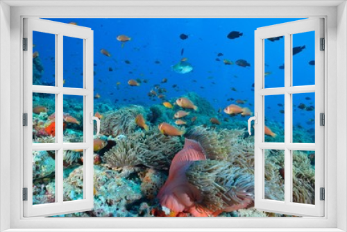 Fototapeta Naklejka Na Ścianę Okno 3D - maldives anemonefish