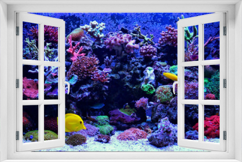 Fototapeta Naklejka Na Ścianę Okno 3D - Amazing Coral Reef Aquarium moment