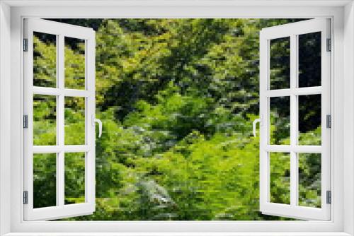 Fototapeta Naklejka Na Ścianę Okno 3D - Urwald Sababurg-II-
