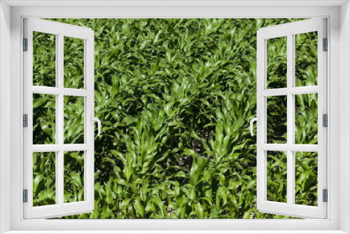 Fototapeta Naklejka Na Ścianę Okno 3D - Green corn field 