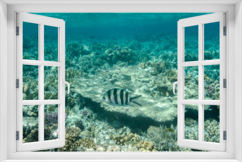 Fototapeta Naklejka Na Ścianę Okno 3D - ein Scherensch​wanz-Serga​nt schwimmt in einem Korallenriff