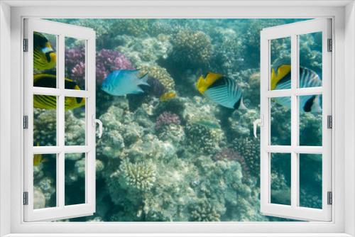 Fototapeta Naklejka Na Ścianę Okno 3D - zwei Keilfleck-Falterfisch und zwei Tabak-Falterfisch schwimmen in einem Korallenriff