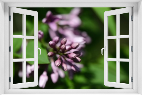 Fototapeta Naklejka Na Ścianę Okno 3D - Liliac flowers