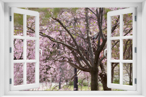 Fototapeta Naklejka Na Ścianę Okno 3D - Petals scattered cherry blossoms