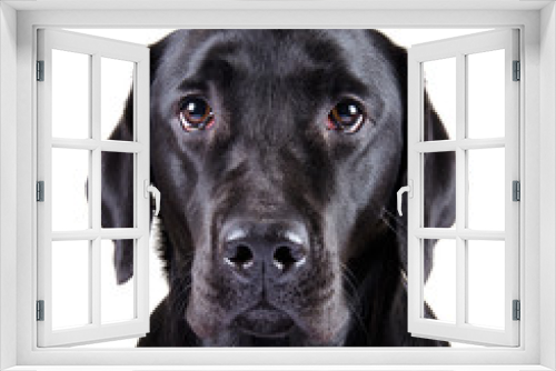Fototapeta Naklejka Na Ścianę Okno 3D - Portrait of a black Labrador Retriever (isolated on white)