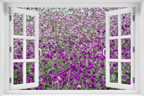 Fototapeta Naklejka Na Ścianę Okno 3D - gomphrena flowers background