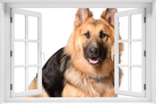 Fototapeta Naklejka Na Ścianę Okno 3D - long haired german shepherd dog