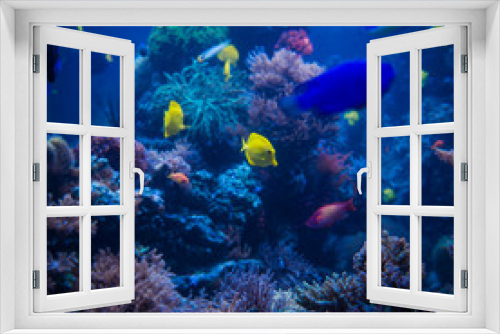 Fototapeta Naklejka Na Ścianę Okno 3D - tropical Fish.  Underwater world
