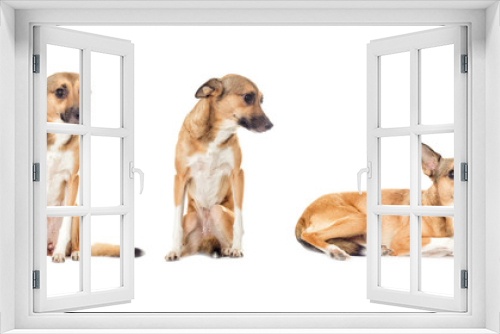 Fototapeta Naklejka Na Ścianę Okno 3D - puppy looking