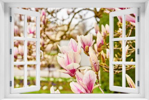 Fototapeta Naklejka Na Ścianę Okno 3D - Pink magnolia flowers in spring time / Magnolia tree blossom in spring garden