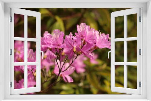 Fototapeta Naklejka Na Ścianę Okno 3D - 躑躅の花