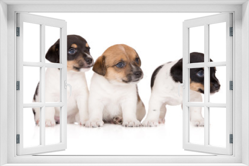 Fototapeta Naklejka Na Ścianę Okno 3D - three jack russell terrier puppies on white