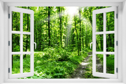 Fototapeta Naklejka Na Ścianę Okno 3D - Nature background of green forest