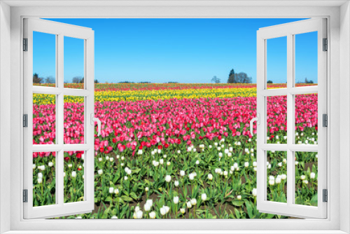 Fototapeta Naklejka Na Ścianę Okno 3D - Bright Tulip Landscape