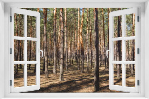 Fototapeta Naklejka Na Ścianę Okno 3D - green forest background in a sunny day