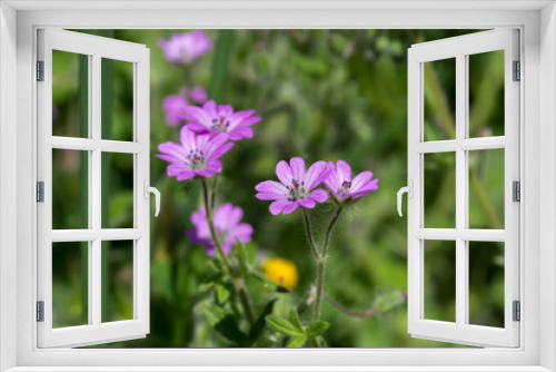 Fototapeta Naklejka Na Ścianę Okno 3D - a pink purple flower macro
