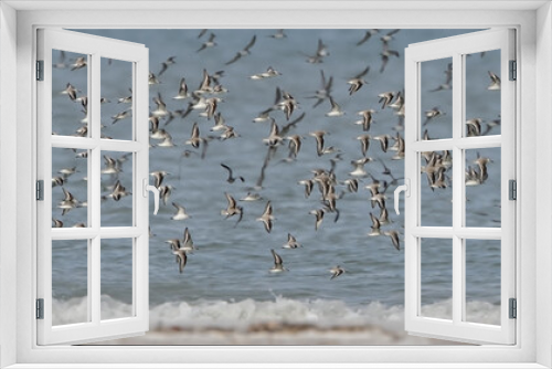 Fototapeta Naklejka Na Ścianę Okno 3D - Flock of Sanderlings