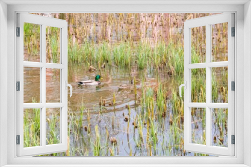 Fototapeta Naklejka Na Ścianę Okno 3D - Mallard ducks pair swimming on small pond