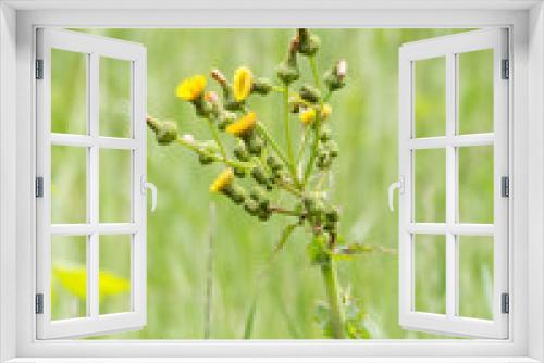 Fototapeta Naklejka Na Ścianę Okno 3D - Sumer Weeds