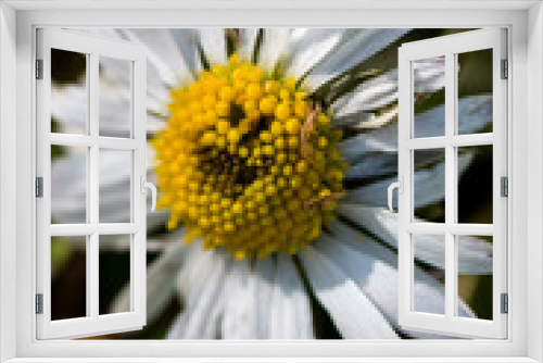 Fototapeta Naklejka Na Ścianę Okno 3D - marguerites smiley