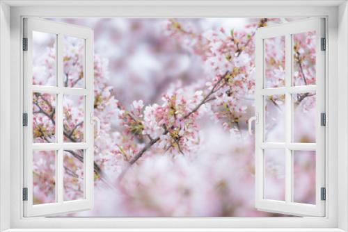 Fototapeta Naklejka Na Ścianę Okno 3D - 桜