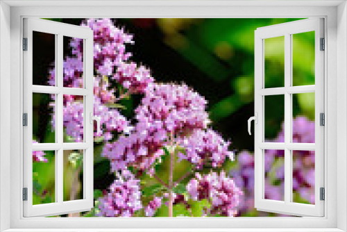 Fototapeta Naklejka Na Ścianę Okno 3D - Oregano lilac
