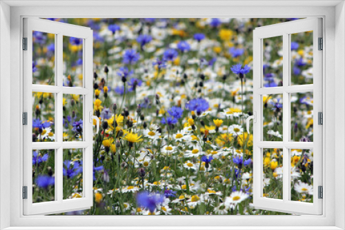 Fototapeta Naklejka Na Ścianę Okno 3D - Blumenwiese mit Kornblumen