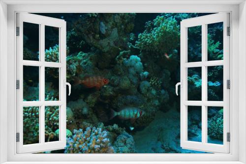 Fototapeta Naklejka Na Ścianę Okno 3D - small coral fish underwater