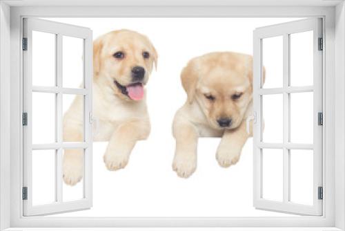 Fototapeta Naklejka Na Ścianę Okno 3D - two labrador puppy on a white background
