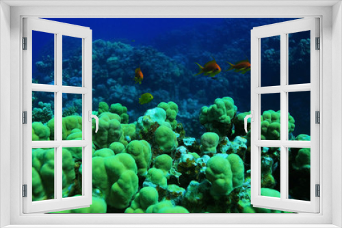 Fototapeta Naklejka Na Ścianę Okno 3D - jamb of sea fish